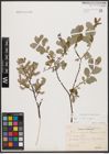 Foto von Salix aurita L. x Salix repens L.